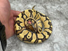 Fire Orange Dream Het Clown