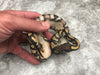 Black Head Yellow Belly Desert Ghost