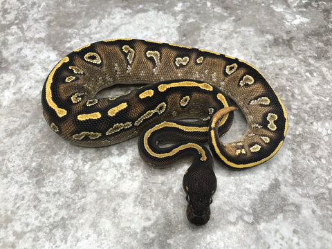 Blackhead Mojave Asphalt