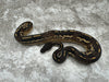 Super Black Head Mojave Yellow Belly Het Desert Ghost