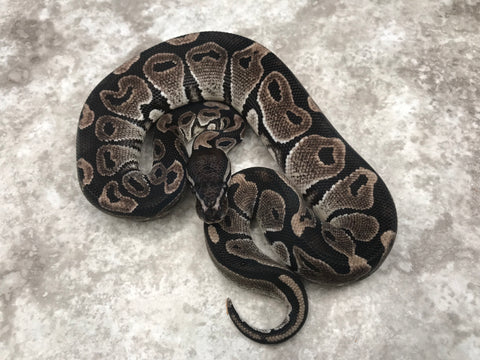 Black Axanthic