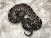Black Axanthic