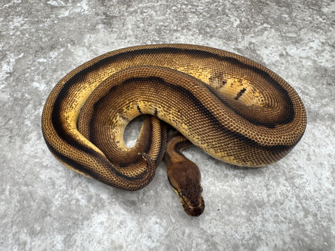 Orange Dream Genetic Stripe Het Desert Ghost 50% Het Cryptic