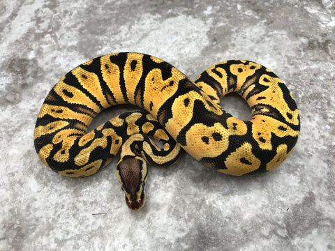 Pastel Yellow Belly Het Clown