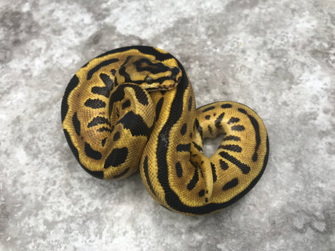 Leopard Spotnose Enchi Asphalt Het Clown