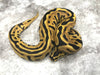 Leopard Spotnose Enchi Asphalt Het Clown