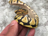 Crypton Desert Ghost (Het Clown Het Cryptic)
