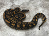 Black Head Asphalt Het Clown