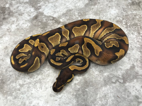Blackhead Enchi Asphalt Het Clown