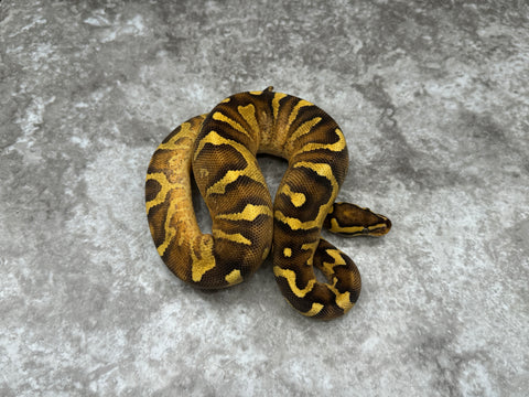 Super Asphalt Enchi Het Clown