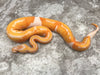 Lavender Pied 66% Het Clown