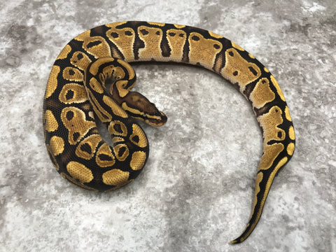 Vanilla Het Clown