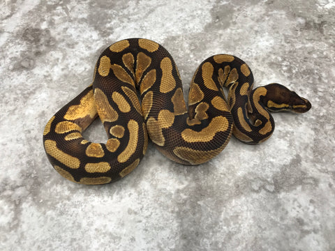 Enchi Het Desert Ghost 66% Het Hypo