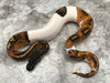 Black Head Pied 50% pos Het Lavender