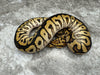 Spotnose Special Clown Het Hypo