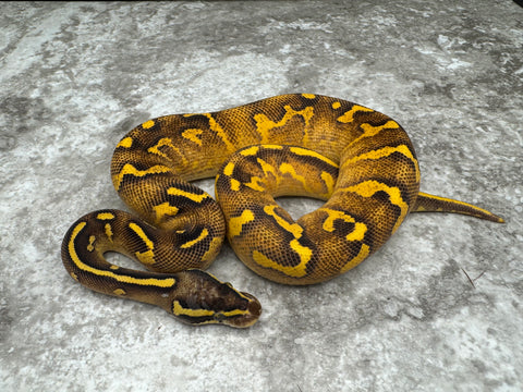Super Asphalt Enchi Mojave