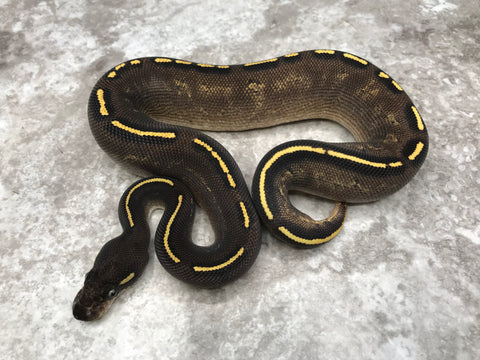 Super Asphalt Blackhead Mojave