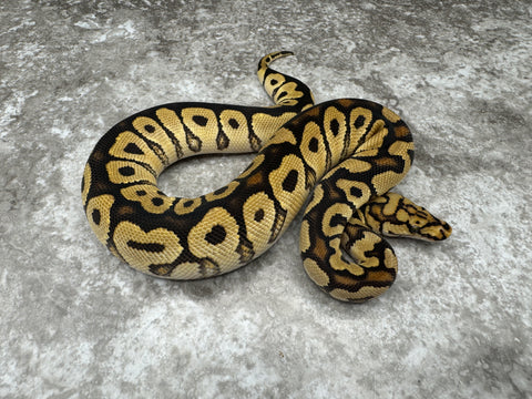 Spotnose Special Clown Het Hypo