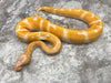 Super Blade Lavender Het Clown 50% Het Pied
