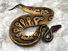 Super Black Head Pastel 66% pos Het Pied 50% pos Het Lavender