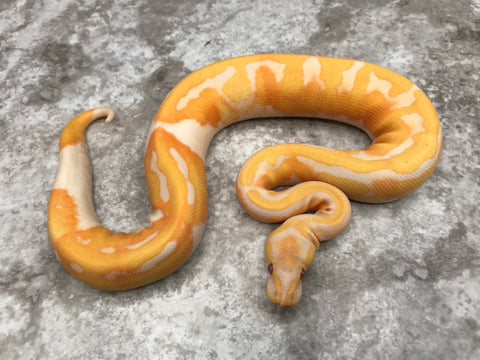 Lavender Pied 66% Het Clown