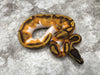 Enchi Yellow Belly Pied