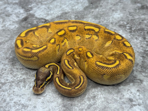 Super Asphalt Black Head Mojave Enchi Pastel
