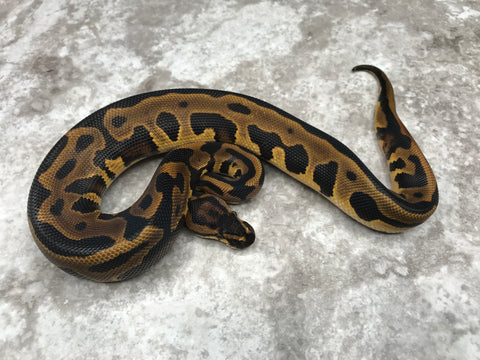 Leopard Yellow Belly Het Desert Ghost Het Cryptic OR Clown