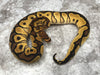 Yellowbelly Orange Dream Clown