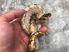 Super Enchi Asphalt Het Clown
