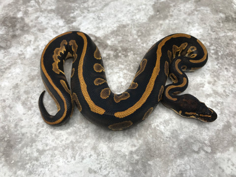 Black Head Leopard Het Clown