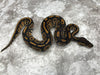 Black Head Het Hypo Het Clown