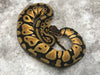 Pastel Het Clown Het Desert Ghost
