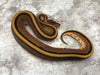 G-Stripe 66% Het Hypo