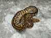 Black Pastel Spotnose Clown Het Hypo