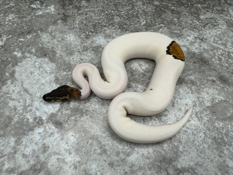 Pied Het Lavender 50% pos Het Clown