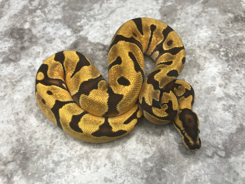Enchi Leopard Orange Dream Het Clown