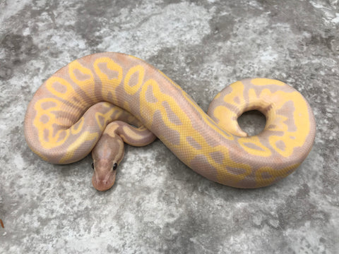 Leopard Super Banana