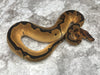 Orange Dream Enchi Clown