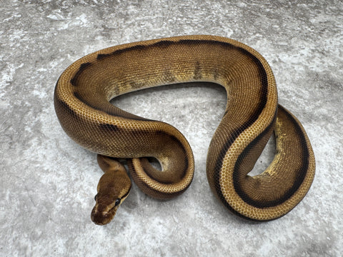 Genetic Stripe Het Desert Ghost 50% Het Cryptic