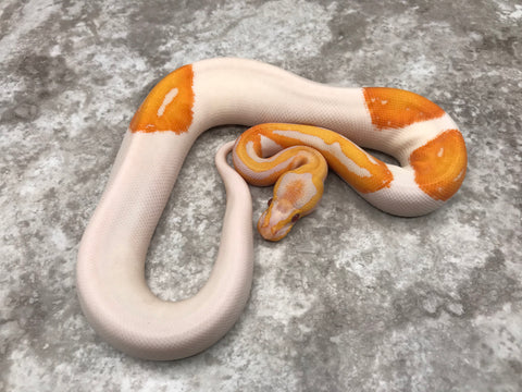 Lavender Pied 66% Het Clown