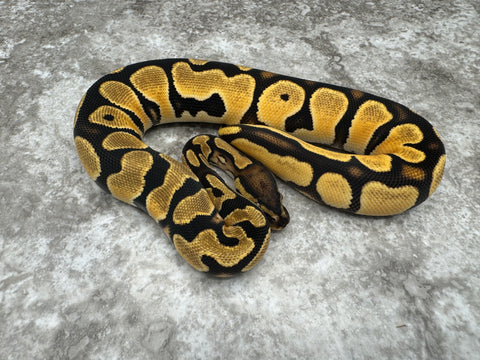 Super Orange Dream Het Pied