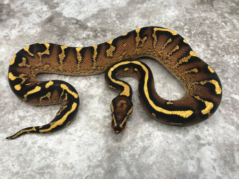 Super Asphalt Het Clown