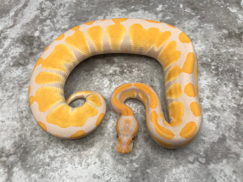 Blackhead Lavender Het Clown