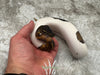Black Head Pied 50% Het Lavender
