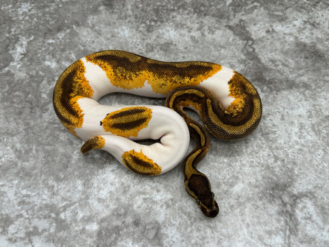 Enchi Yellow Belly Pied