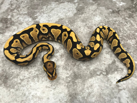 Yellow Belly Desert Ghost Het Clown