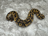 Pastel Black Head Yellow Belly Het Desert Ghost Het Clown