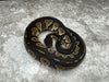 Super Black Head Het Desert Ghost