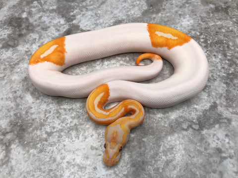 Blade Lavender Pied 66% Het Clown